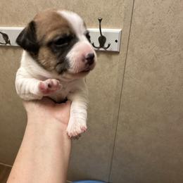 W Girl 3 - Brown and white female Jack Russell Terrier puppy in Maysville, Oklahoma from MO’s Jack Russells