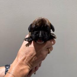 Lime - Brindle female Boxer puppy in Jamesville, New York from Reynolds Homestead Boxers