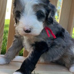 Girl 3 - Bernedoodle puppy from Bella Ridge Farms & Dapper Doodles