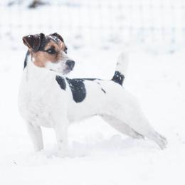 Ruby - Jack Russell Terrier