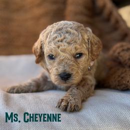 Ms. Cheyenne - Cream female Cavapoo puppy in Sacramento, California from Dandy Doodles Goldendoodles