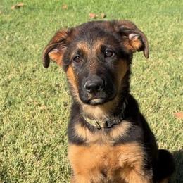 Sweet Camo girl 4000.00 is available - Black and red female German Shepherd puppy in Galt, California from At Redwood Runs