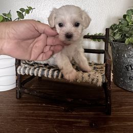 Connie - White female Maltipoo puppy in New Port Richey, Florida from Toy Poodles And Maltese Of Florida
