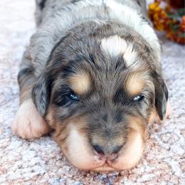 Autumn - Blue merle female Bernedoodle puppy in Sugarcreek, Ohio from Angel Valley Berners