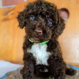 Paradise - Chocolate female Australian Labradoodle puppy in Connersville, Indiana from Dessie's Doodles
