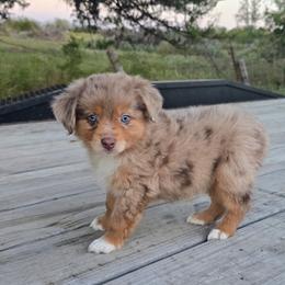 Rowan - Red merle male Miniature Australian Shepherd puppy in Paris, Texas from Blue Envy Mini Aussies