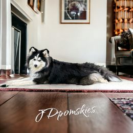 Olive - Pomsky