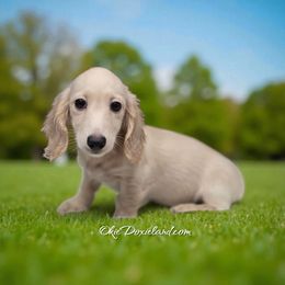 Samson - Cream male Dachshund puppy in Oklahoma City, Oklahoma from OkieDoxieland Dachshunds