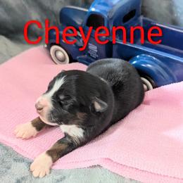 Cheyenne - Black tri-color female Australian Shepherd puppy in Parker, Colorado from Legacy Ranch Australian Shepherds