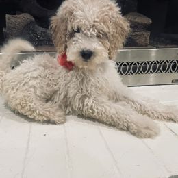 Goldendoodle Puppies from Peachy Pine Goldendoodles