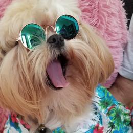 Shih Tzus from Precious Moments Shih Tzu