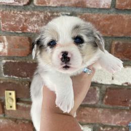 American Corgi and Pembroke Welsh Corgi Puppies from Flying K Corgis