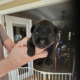 Blue Collar - Black female Miniature Schnauzer puppy in Blountville, Tennessee from Maxwell House Schnauzers