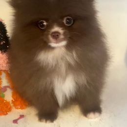 Angel - Chocolate Pomeranian puppy in Brentwood, California from Royalpawpoms