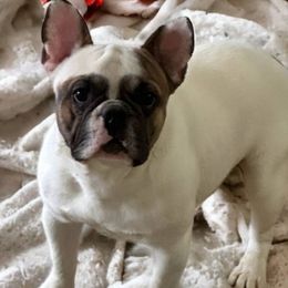 Angus - French Bulldog