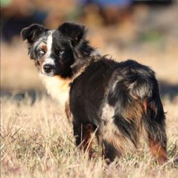 Rocker - Toy Australian Shepherd