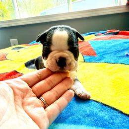 Jasper - Black and white male Boston Terrier puppy in Kentucky from Graceful Paws