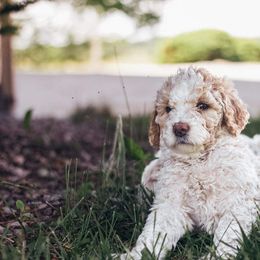 Poodle Puppies from Farmington Ridge llc
