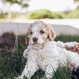 Poodle Puppies from Farmington Ridge llc