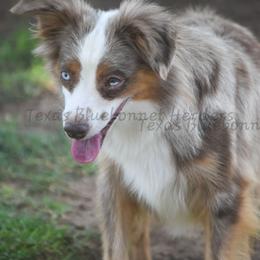 Katie - Red merle female Miniature Australian Shepherd puppy in Lubbock, Texas from Texas Bluebonnet Herders