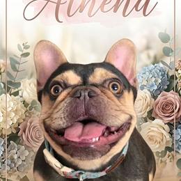 Athena - French Bulldog