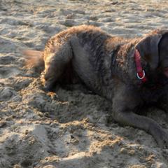 Chesapeake Bay Retrievers from Carol's Chesapeake Bay Retrievers