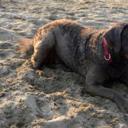 Chesapeake Bay Retrievers from Carol's Chesapeake Bay Retrievers