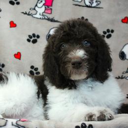 Macaroni - Parti male Labradoodle puppy in Lanexa, Virginia from Lees Reach Farm
