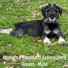 Boy 1 - Pepper and salt Standard Schnauzer puppy in Houston, Texas from Monarca Standard Schnauzers