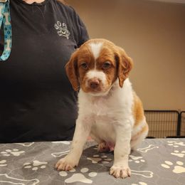 Black collar - Orange and white male Brittany puppy in Bushkill Township, Pennsylvania from Township Line Dachshunds & Brittanys