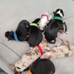 Australian Shepherd Puppies from Whitfarm Aussies