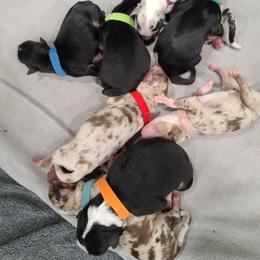 Australian Shepherd Puppies from Whitfarm Aussies
