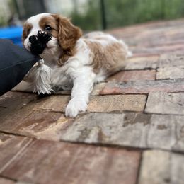 Cavalier King Charles Spaniel Puppies from AustinCavalier