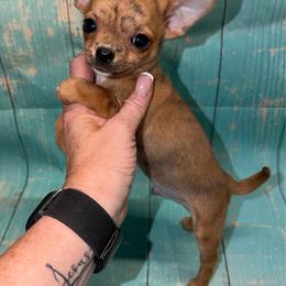 Tiger - Fawn brindled black male Chihuahua puppy in Palmyra, Indiana from Country Star Chihuahuas