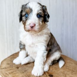 Sapphire' - Blue merle female Aussiedoodle puppy in Arlington, Washington from Doodle Love Laugh