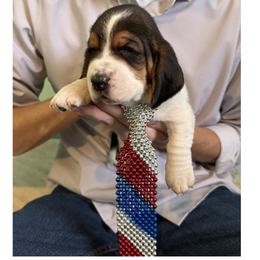 Basset Hound Puppies from Liberty Bassets