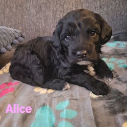 Alice - Black female Cavapoo puppy in Bourbonnais, Illinois from Maggie's Cavapoo Puppies
