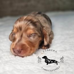 Jenni - Dapple female Dachshund puppy in Modesto, California from Cabrera Family Kennels