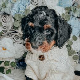 Mr. Clean - Tri-color male Bernedoodle puppy in Otisville, Michigan from Danie’s Darling Doodles LLC