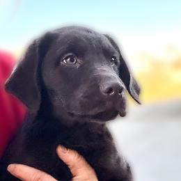Labrador Retriever puppies from Hedge Lane Labradors