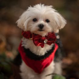 Lindor - White female Maltipoo puppy in Bellingham, Washington from My Sweet Poodles and Doodles