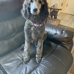 Poodle puppies from Callaway's Cavaliers