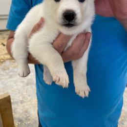 Sargetia - Siberian Husky puppy in Chester, Virginia from Dacogetic