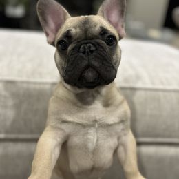 Finn - French Bulldog