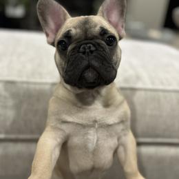 Finn - French Bulldog
