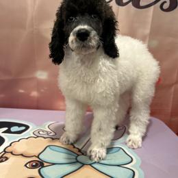 Benny - Parti male Poodle puppy in Mobile, Alabama from Semmy’s Standard Poodle LLC