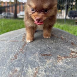 Lady - Chocolate parti female Pomeranian puppy in Brooklyn, New York from Luxury Poms