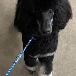 Poodles from Criggle’s Poodles