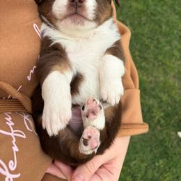 Snickers - Red tri male Miniature Australian Shepherd puppy in Weatherford, Texas from F & T Aussies