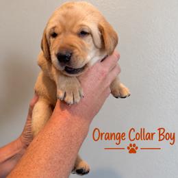 Orange Collar Boy - Yellow male Labrador Retriever puppy in Las Vegas, Nevada from Lucky Labrador Retrievers